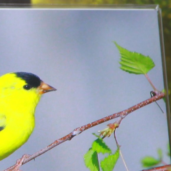 A Beautiful 8" x 10" Goldfinch Print - Picture 3 of 3